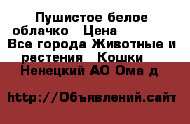 Пушистое белое облачко › Цена ­ 25 000 - Все города Животные и растения » Кошки   . Ненецкий АО,Ома д.